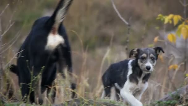 Perros callejeros en la calle. Moción lenta — Vídeos de Stock