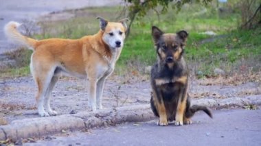 Sokakta evsiz köpekleri. Ağır çekim