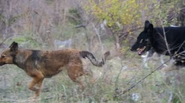 Sokakta evsiz köpekleri. Ağır çekim