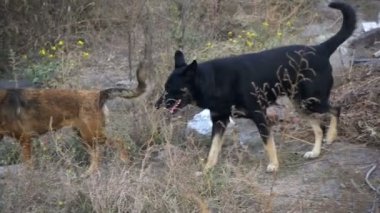 Sokakta evsiz köpekleri. Ağır çekim