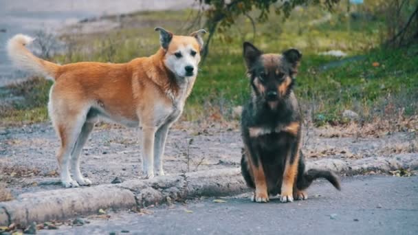 Straßenhunde auf der Straße. Zeitlupe — Stockvideo