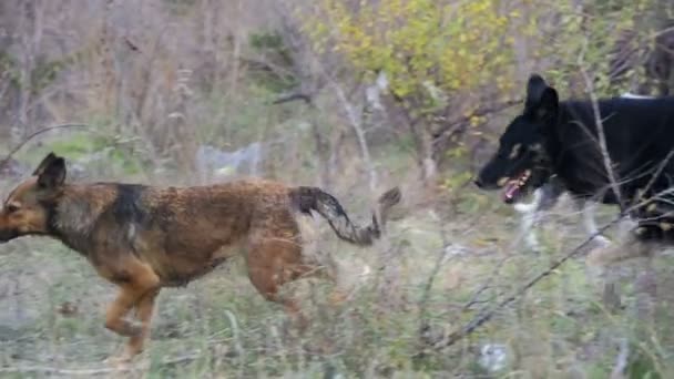 Perros sin hogar en la calle. Moción lenta — Vídeos de Stock