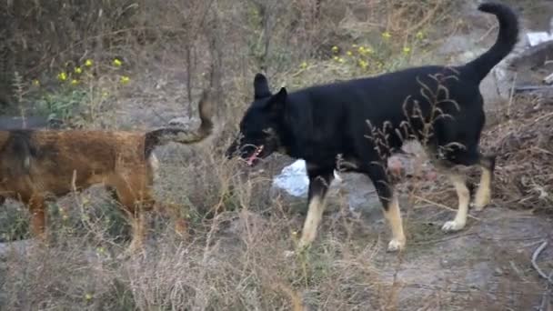 Perros sin hogar en la calle. Moción lenta — Vídeo de stock