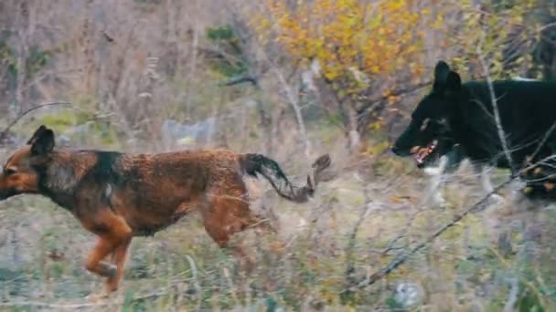 Straßenhunde auf der Straße. Zeitlupe — Stockvideo