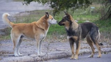 Sokakta evsiz köpekleri. Ağır çekim