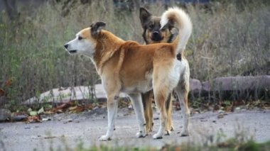 Sokak sokak köpeği. Ağır çekim