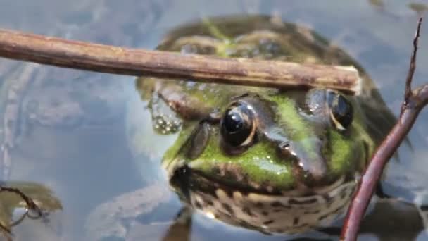 Streelde zijn stok op de achterkant van de kikker in de rivier — Stockvideo