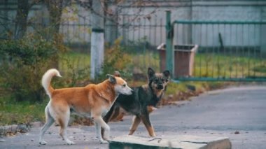 Sokakta evsiz köpekleri. Ağır çekim