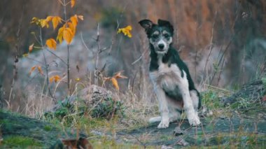 Sokak sokak köpeği. Ağır çekim