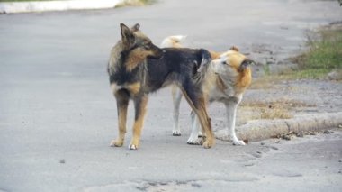 Sokakta evsiz köpekleri. Ağır çekim