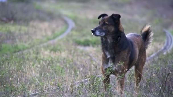 路上のホームレスの犬。スローモーション — ストック動画