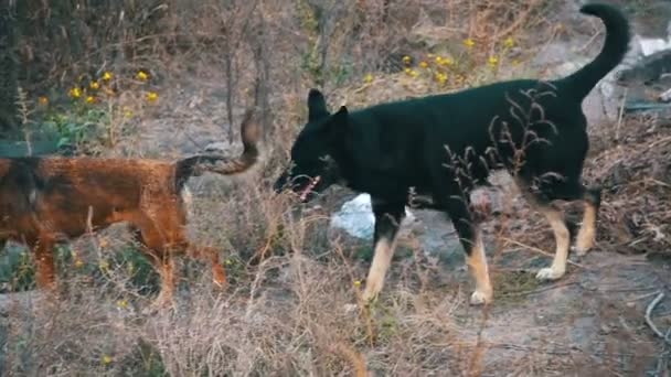 Perros callejeros en la calle. Moción lenta — Vídeo de stock