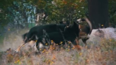 Sokak sokak, saldırı yürüme köpek sürüsü ve bir köpek ısır. Ağır çekim