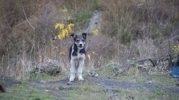 Obdachloser Hund auf der Straße. Zeitlupe — Stockvideo