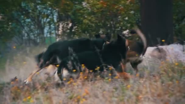 Pack van honden lopen op de straat, de aanslag dwalen en een hond bijten. Slow Motion — Stockvideo