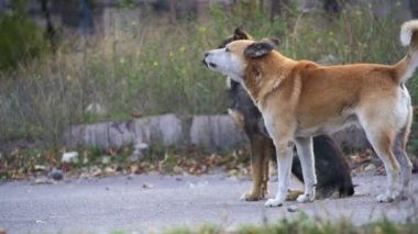 Sokakta evsiz köpekleri. Ağır çekim
