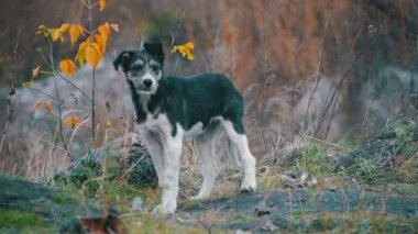 Sokak sokak köpeği. Ağır çekim