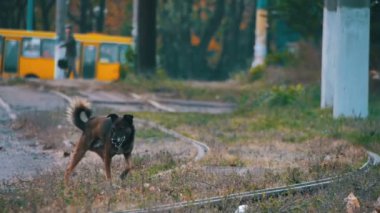 Sokak sokak köpeği. Ağır çekim