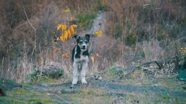 Streunender Hund auf der Straße. Zeitlupe — Stockvideo