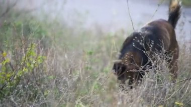 Sokakta evsiz köpek. Ağır çekim