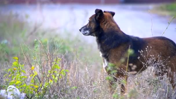 Streunender Hund auf der Straße. Zeitlupe — Stockvideo