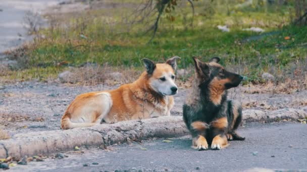 Bezpańskie psy na ulicy — Wideo stockowe
