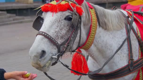 Paard eet een appel met een menselijke Hand — Stockvideo