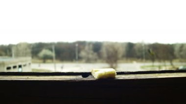 Kuş baştankara ekmek bir ahşap pencere pervazına yiyor.