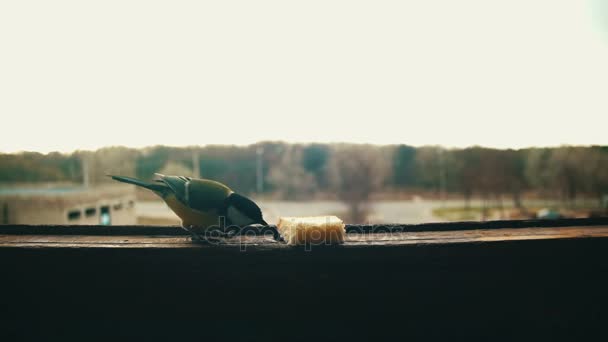 鸟山雀在一个木制的窗台上吃面包。慢动作 — 图库视频影像
