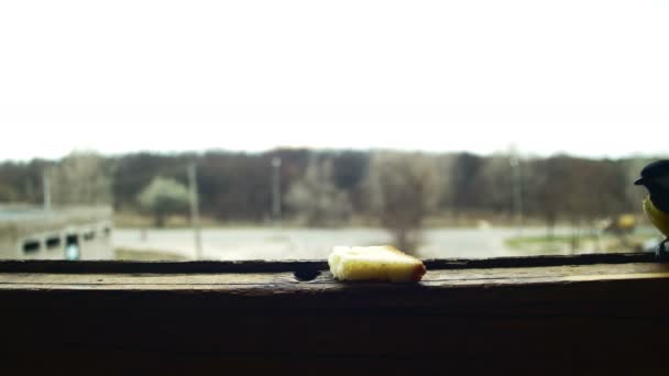 Bird Titmouse Eats Bread on a Wooden Window Sill — Stock Video