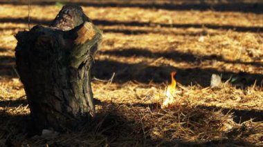 Bir çam ormanı içinde ateş