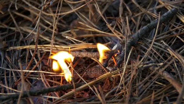 Fuego en un bosque de pinos — Vídeos de Stock