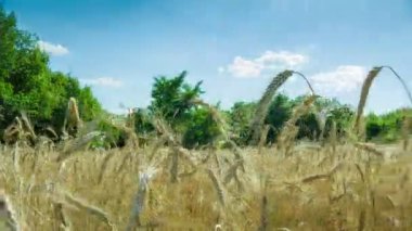 Buğday alan ve Spikelets. Zaman atlamalı