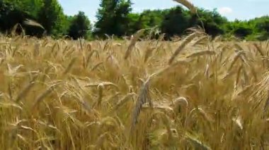 Buğday alan ve Spikelets. Zaman atlamalı