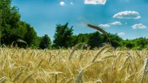 Wheat Field and Spikelets. Time Lapse — Stock Video