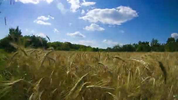 Campo de trigo y espiguillas. Tiempo de caducidad — Vídeo de stock