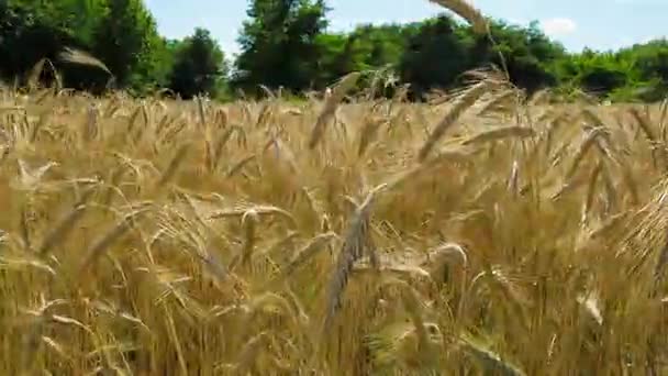 Пшеничное поле и шпильки. Время покажет — стоковое видео