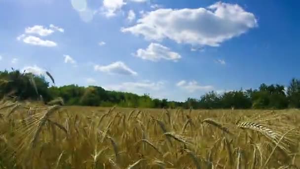 Wheat Field and Spikelets. Time Lapse — Stock Video