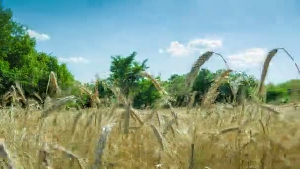 Tarweveld en Spikelets. Time-lapse — Stockvideo