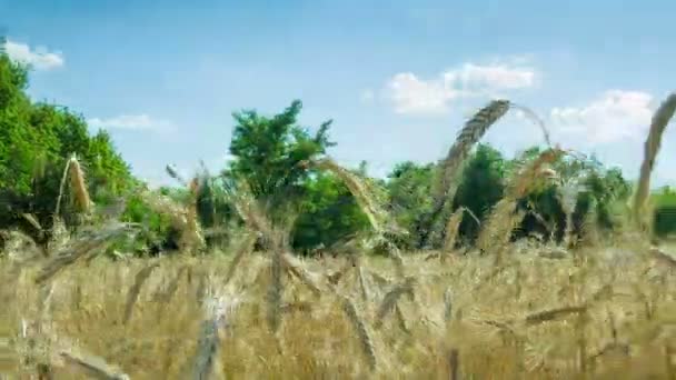 Wheat Field and Spikelets. Time Lapse — Stock Video