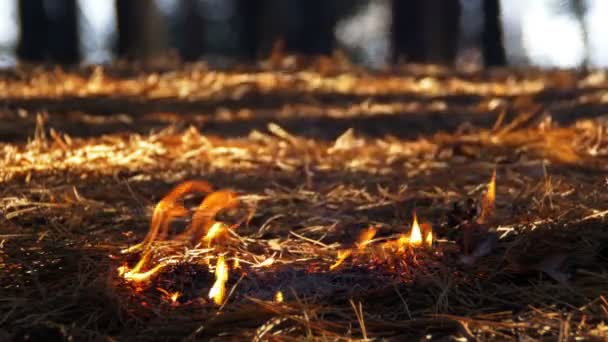 Brand in een dennenbos — Stockvideo