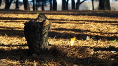 Bir çam ormanı içinde ateş