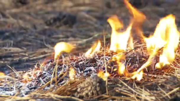 Brand in een dennenbos — Stockvideo