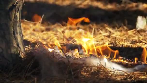 Fuego en un bosque de pinos — Vídeos de Stock