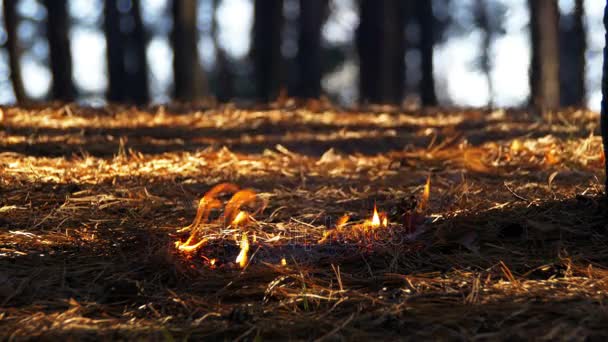 Fogo em uma floresta de pinheiro — Vídeo de Stock