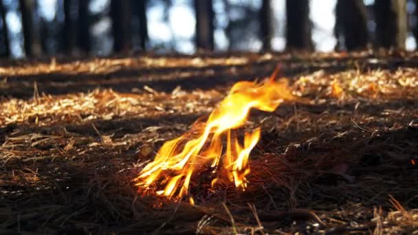 Fogo em uma floresta de pinheiro — Vídeo de Stock