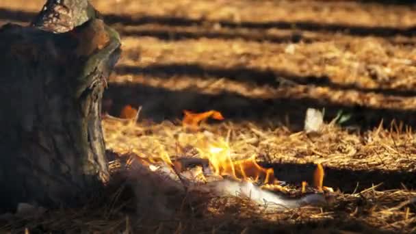 Fuego en un bosque de pinos — Vídeo de stock