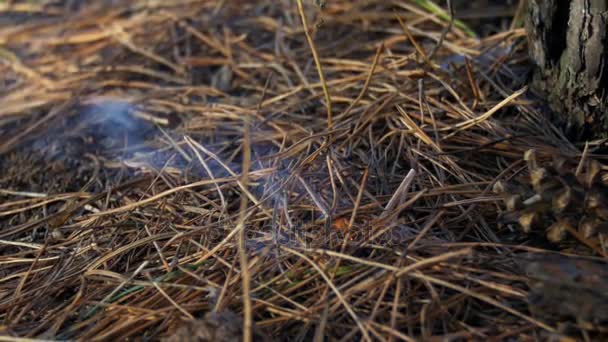 Fuego en un bosque de pinos — Vídeos de Stock