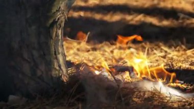Bir çam ormanı içinde ateş