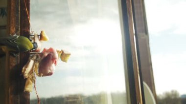 Kuş baştankara ekmek ve domuz yağı bir ahşap pencere pervazına yiyor. Ağır çekim